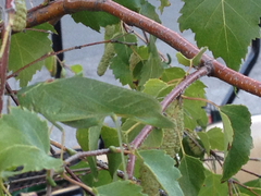 Microcentrum californicum