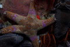 Callopatiria formosa