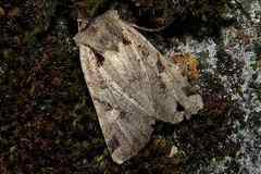 Rhynchaglaea scitula