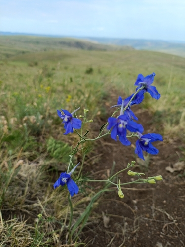 Siberian larkspur