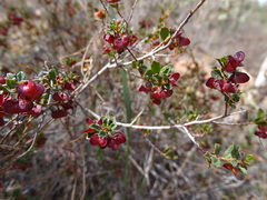 Dodonaea baueri
