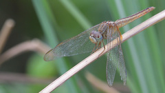 Crocothemis