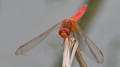 Crocothemis