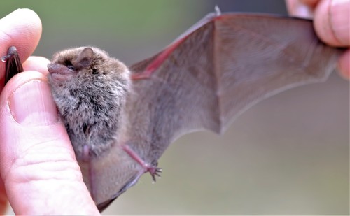 Little Forest Bat