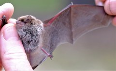 Vespadelus vulturnus