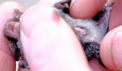 Vespadelus vulturnus