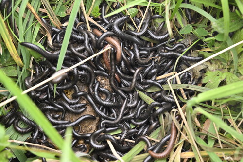 Portuguese Millipede photo 4