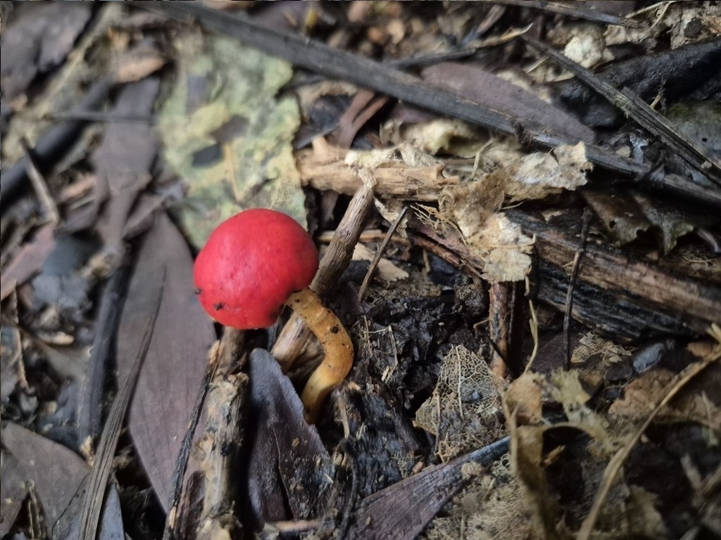 Leratiomyces erythrocephalus · June 2025 · photo: © rempson (iNaturalist, cc-by)