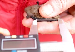 Vespadelus vulturnus