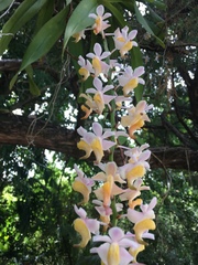 Aerides odorata