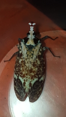 Phrictus moebiusi