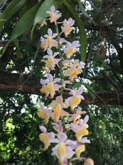 Aerides odorata
