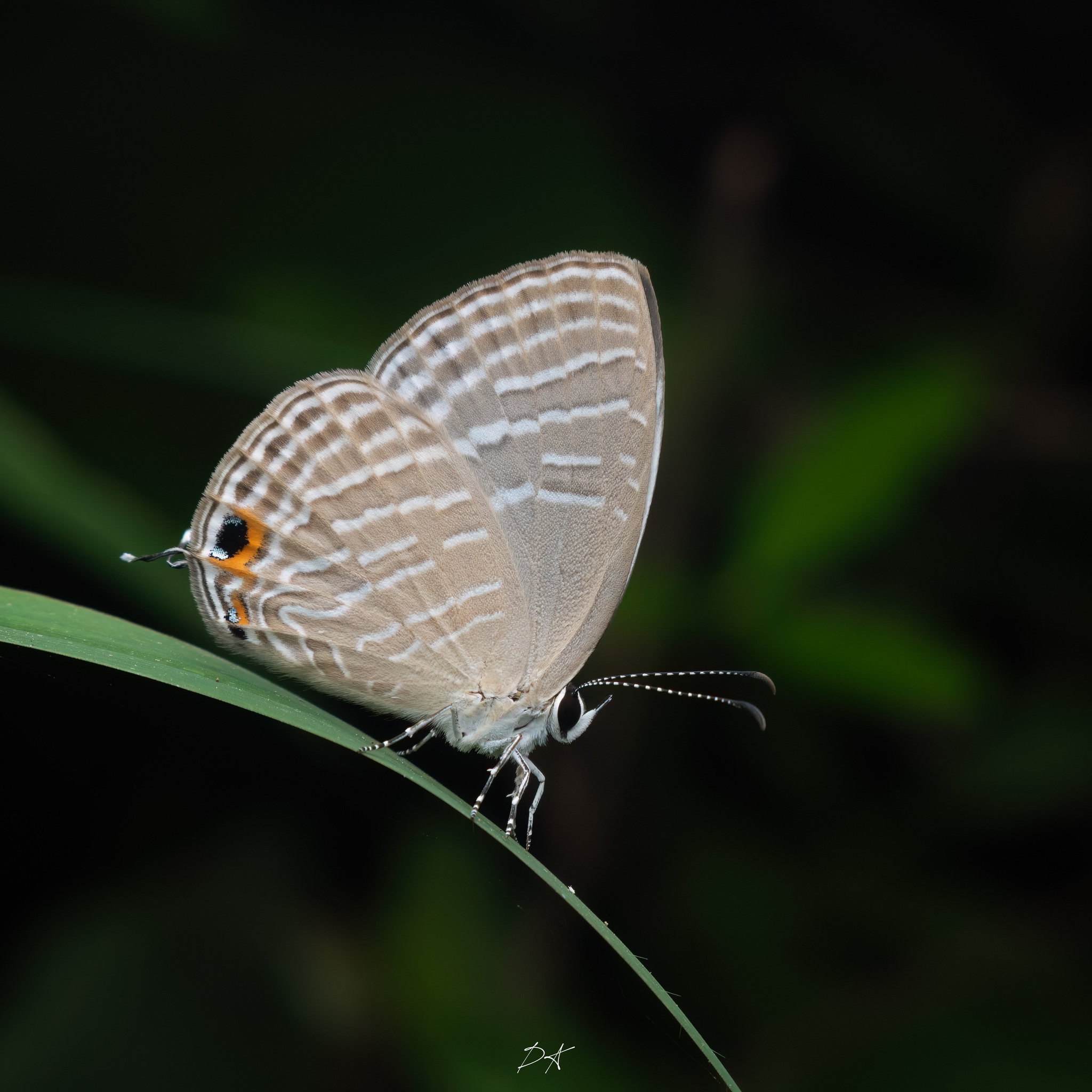 Common Cerulean