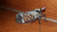Phrictus moebiusi