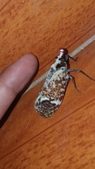Phrictus moebiusi
