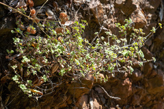 Clinopodium chandleri