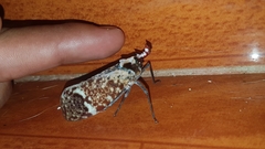 Phrictus moebiusi