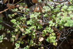 Clinopodium chandleri