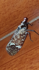 Phrictus moebiusi