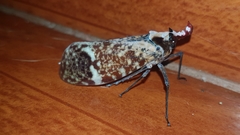 Phrictus moebiusi