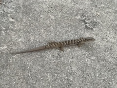 Elgaria multicarinata webbii