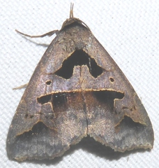 Tephriopis divulsa
