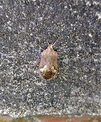 Megymenum brevicorne