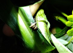 Aeschrocoris ceylonicus