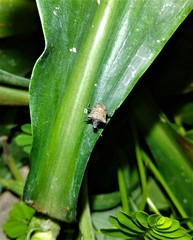 Aeschrocoris ceylonicus