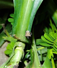 Aeschrocoris ceylonicus