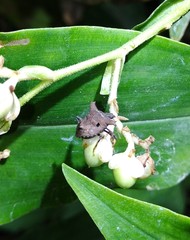 Aeschrocoris obscurus