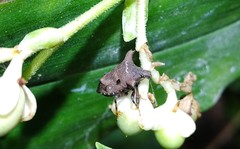 Aeschrocoris obscurus