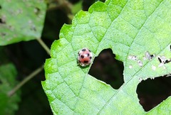Epilachna maculicollis