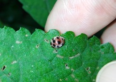 Epilachna maculicollis