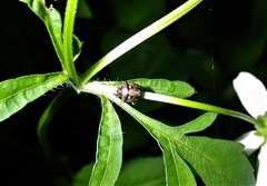 Eysarcoris guttigerus