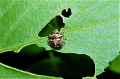 Eysarcoris guttigerus