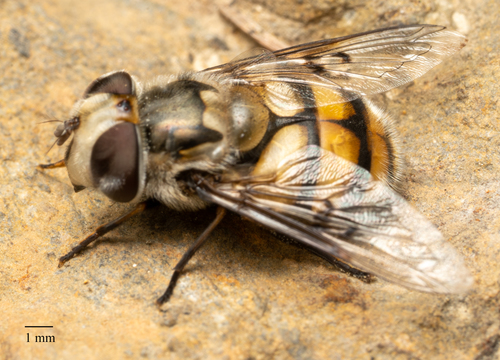 Yellow-spotted Bromeliad Fly photo 3