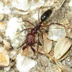 Odontomachus desertorum