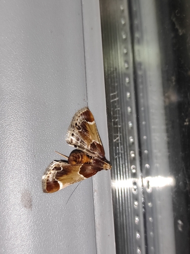 Meal moth
