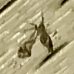 Lineodes integra