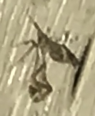 Lineodes integra