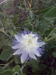 Passiflora arizonica