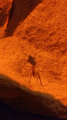 Hadenoecus subterraneus