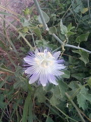 Passiflora arizonica