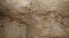 Hadenoecus subterraneus