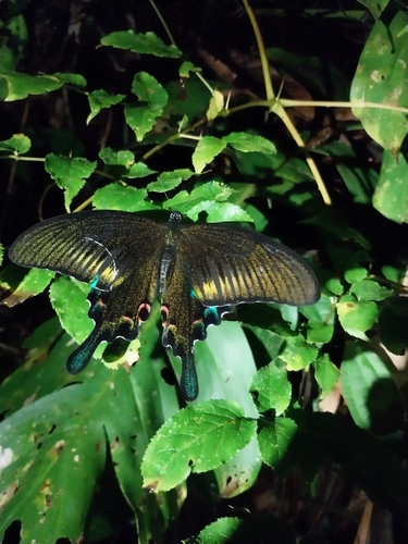 Chinese Peacock Swallowtail