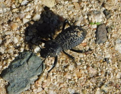 Cryptoglossa variolosa