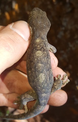 Homopholis walbergii