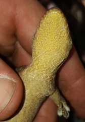 Homopholis walbergii