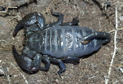 Cheloctonus intermedius